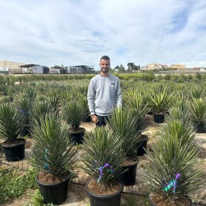Juka vláknitá (Yucca filifera) - výška 70-80 cm, kont. C35L (-15°C)